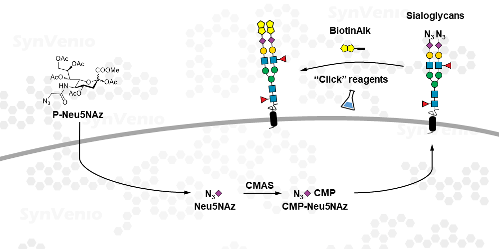 BiotinAlk