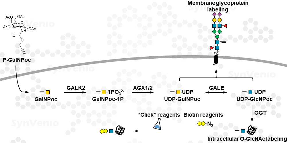 P-GalNPoc