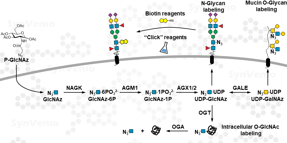 P-GlcNAz